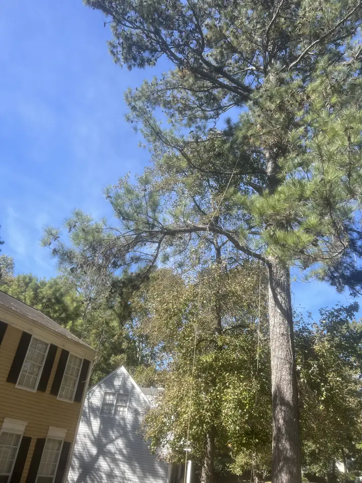 Before: long pine limbs reaching over the roof of a two-story house