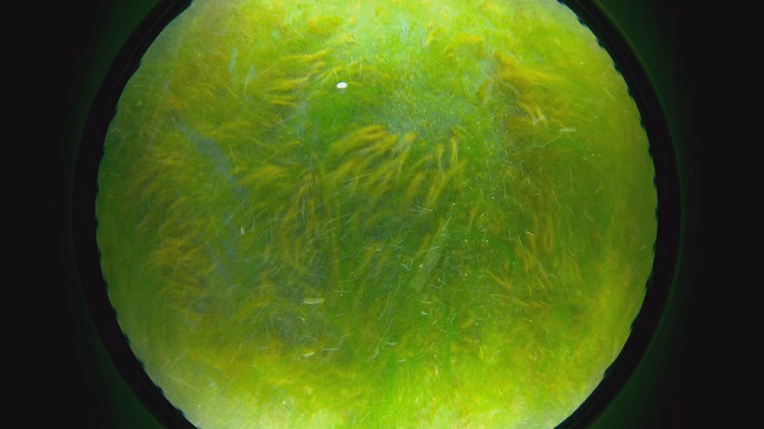 XGIT coated panel after twelve weeks of slime growth