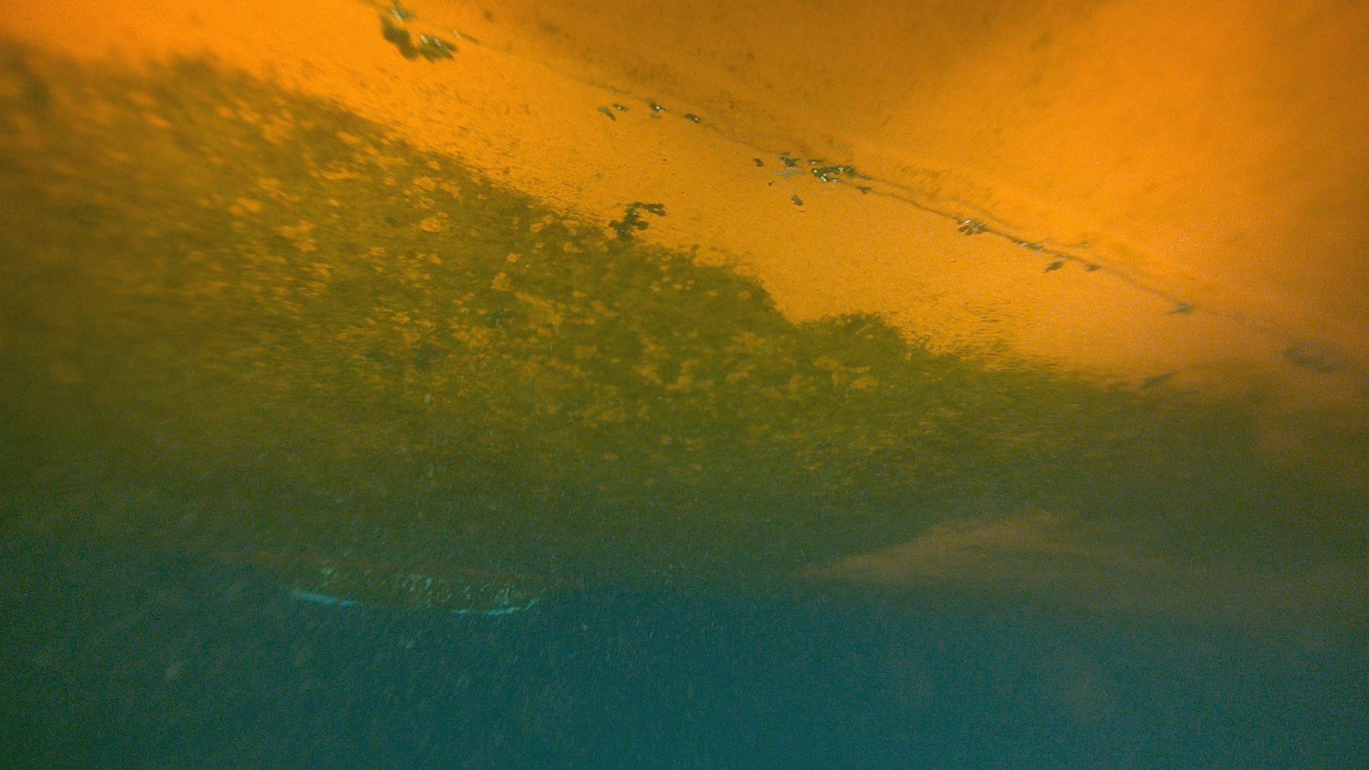 Jotun Seaforce Active coated panel after two weeks of slime growth