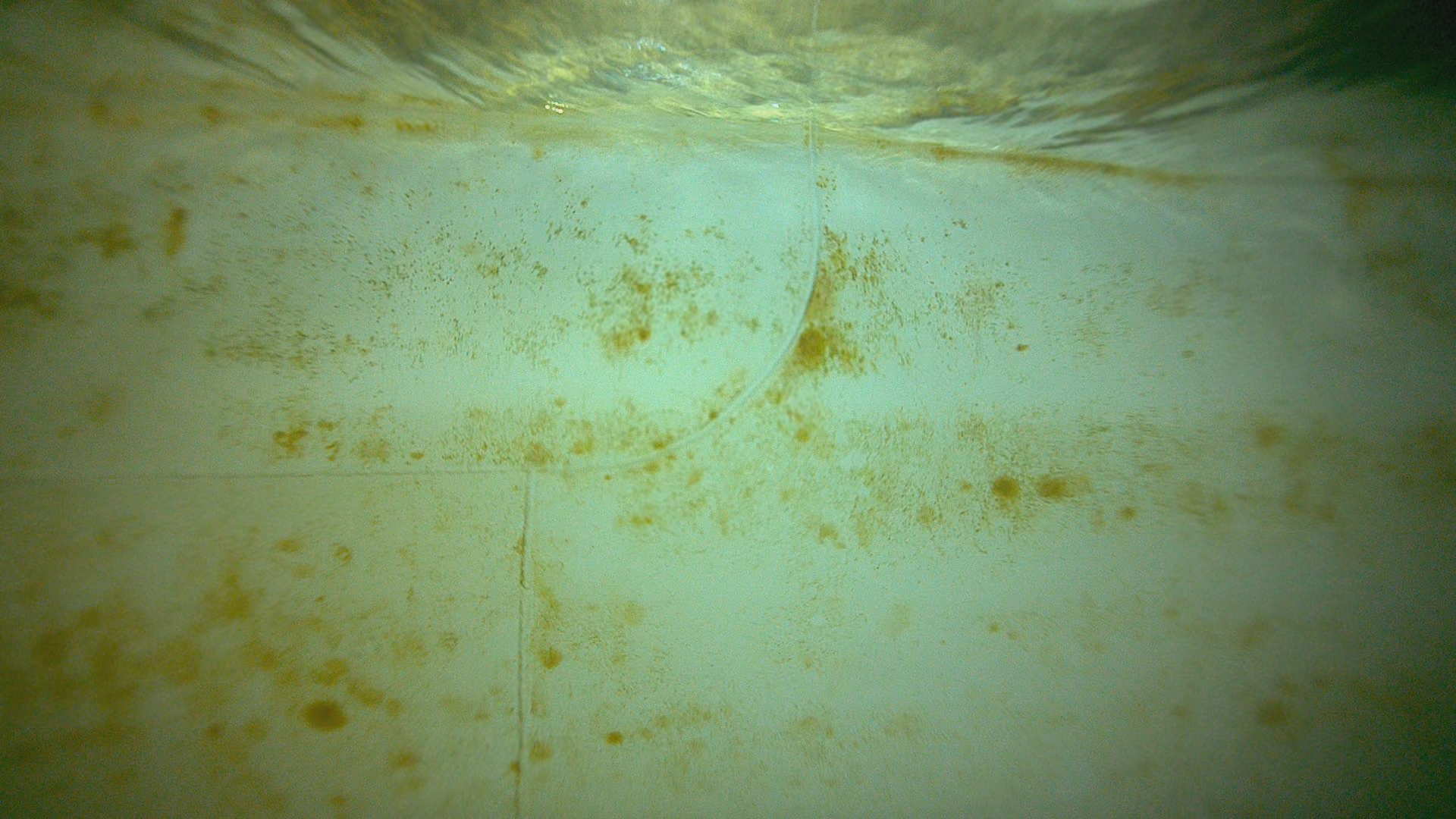 Interplus 1180 coated panel after three days of slime growth