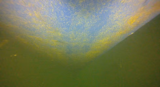Hempaguard X7 coated panel after one week of slime growth