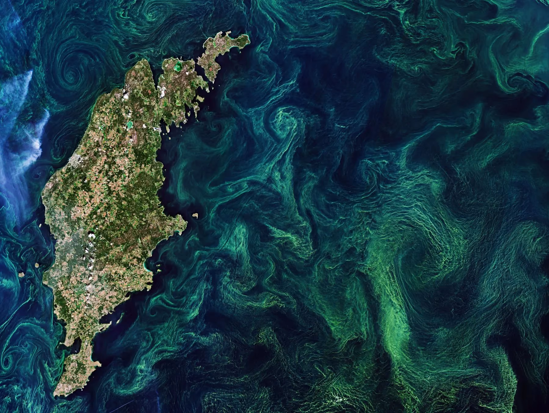 Satellite view of a green algal bloom in coastal waters