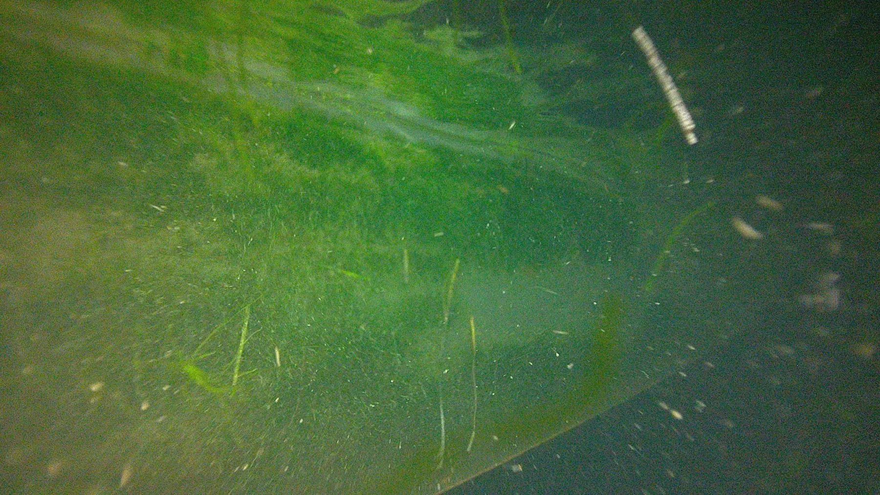 Pre-clean: 4 weeks of fouling growth