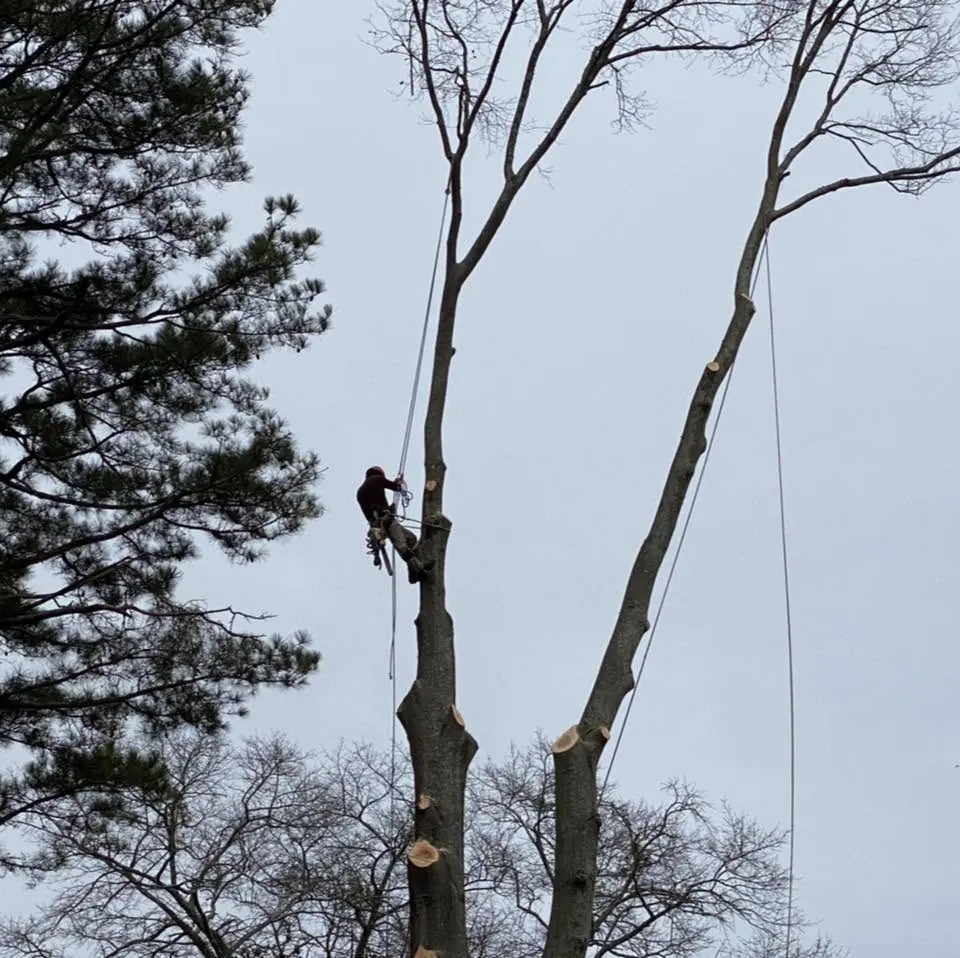 Dead, leaning or unwanted trees taken down in sections and hauled away.